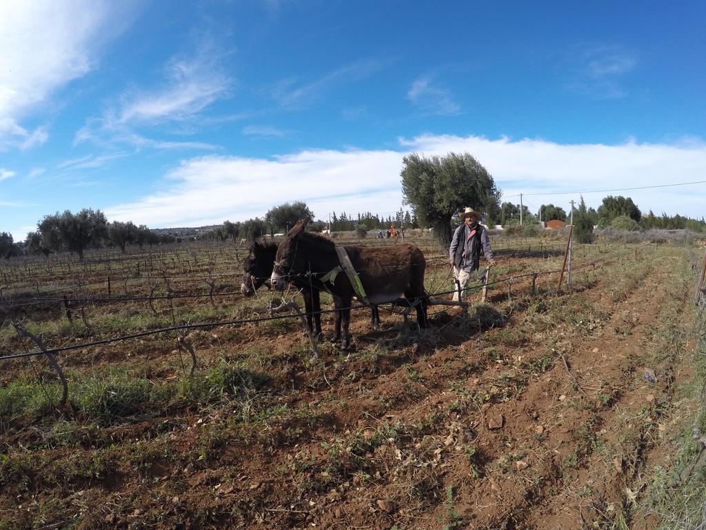 Ryad De Vignes " Le Val D'Argan " Ounara Esterno foto
