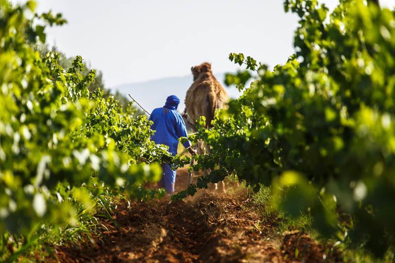 Ryad De Vignes " Le Val D'Argan " Ounara Esterno foto