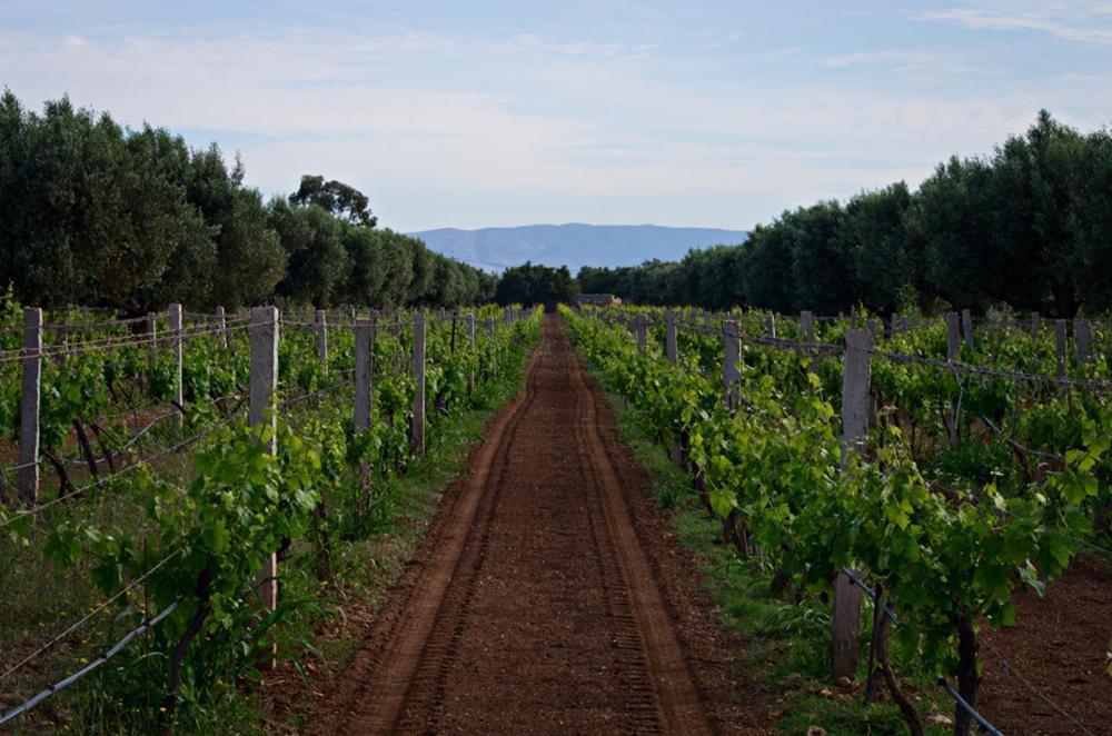 Ryad De Vignes " Le Val D'Argan " Ounara Esterno foto